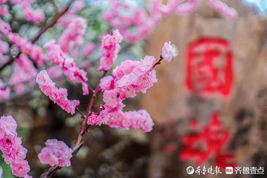 美得可做屏保！青岛梅园迎来“盛花期”