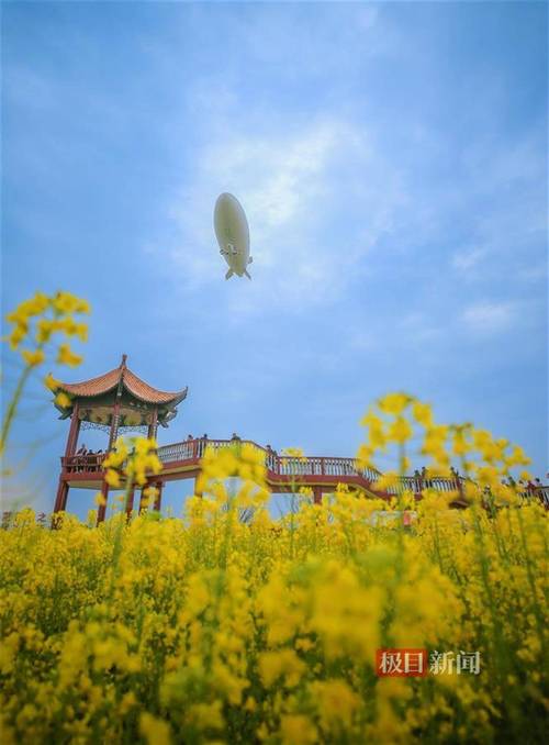 湖北荆门市沙洋油菜花节