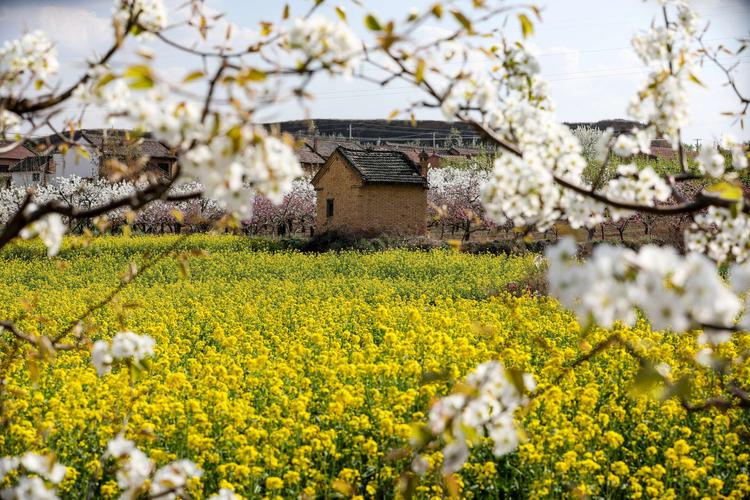 福建连江：油菜花桃花梨花齐绽放