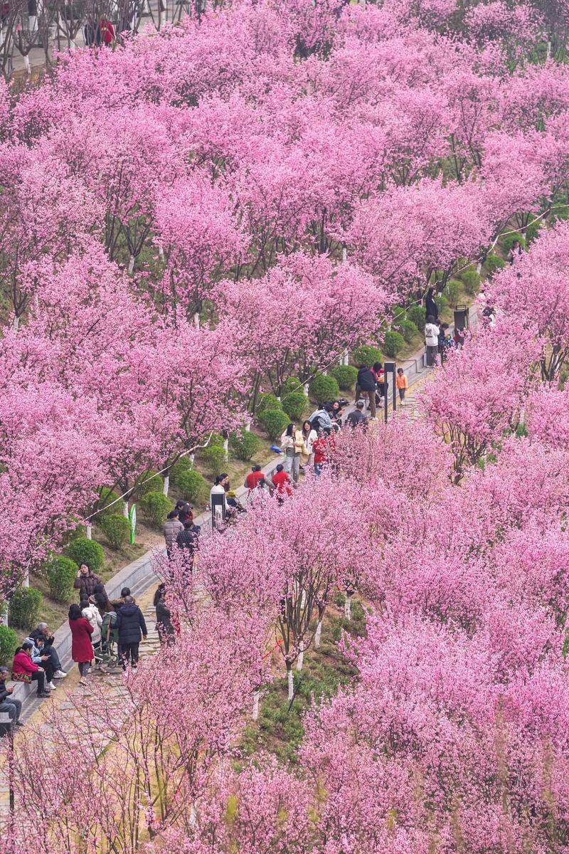 春日暖阳人间美好，宝鸡植物园梅花绽放，游人放飞心情