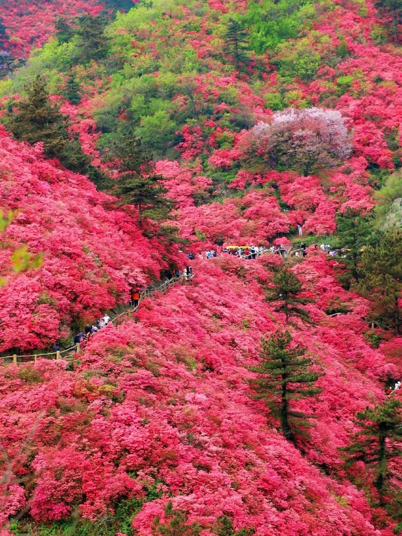 又是一年观赏杜鹃花开的季节了，这些杜鹃花景区总有一处让你满意