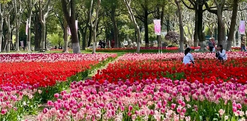 申工社福利到！送票110张！去上海四季花港，一站式”体验200万株郁金香海！