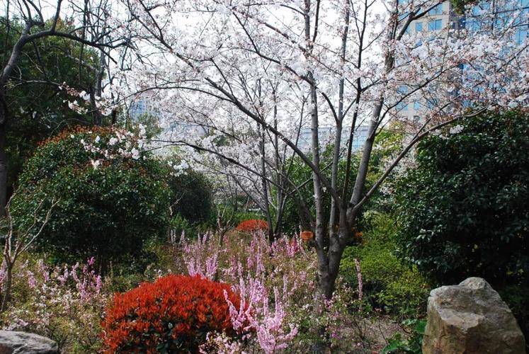 长风公园樱花苑进入最佳观赏期
