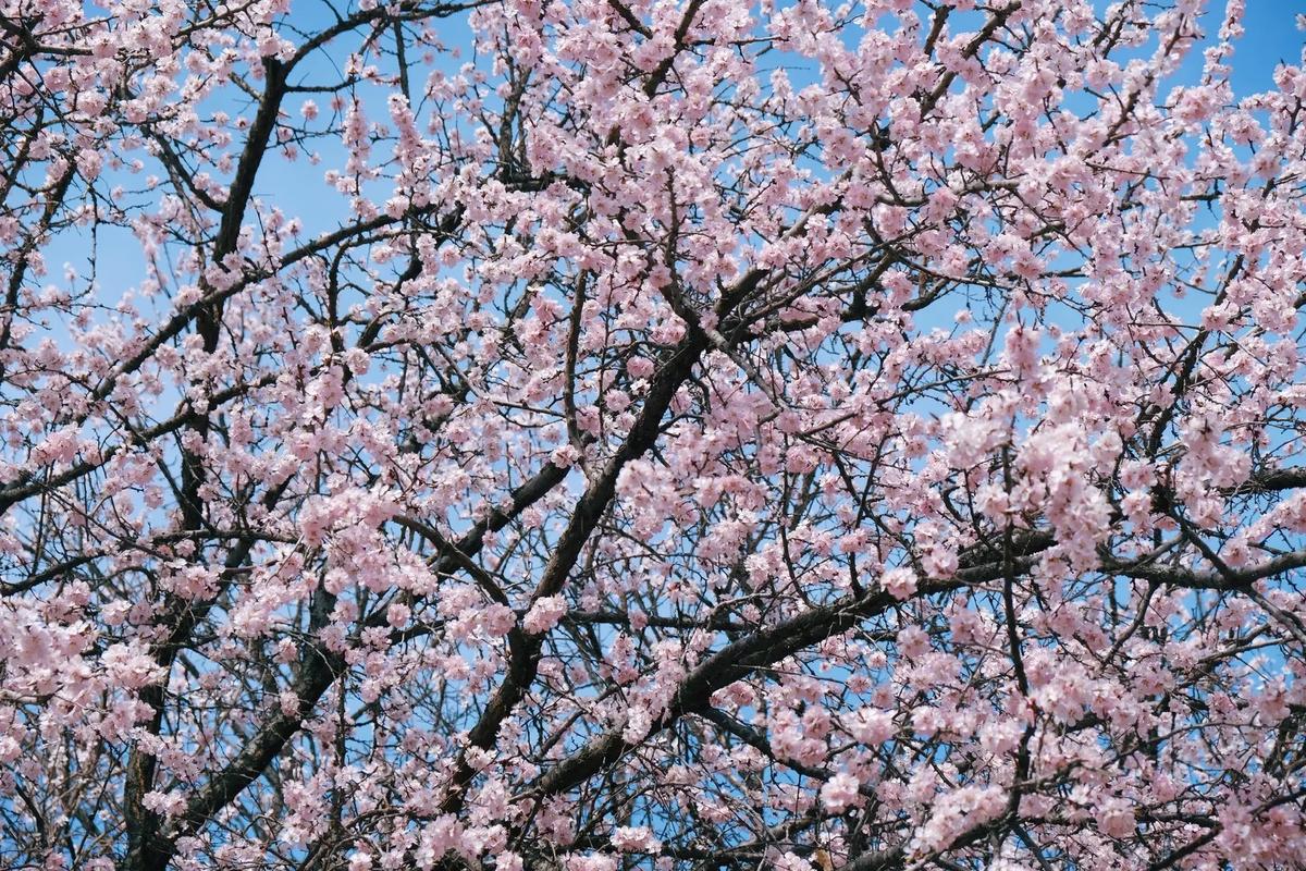 预报：海棠路，静待花开。3月29日—4月6日“海棠路.杏花语”主题活动内容多。伊宁市