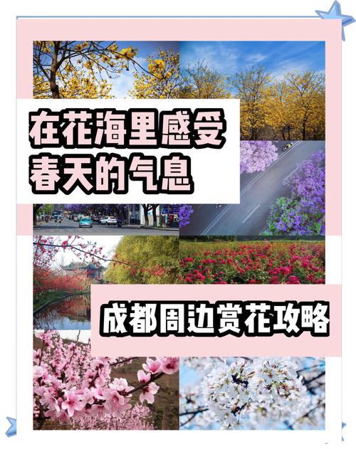 半小时杀拢春日乌托邦 成都友爱镇踏青攻略：花海/遛娃/逛吃一键GET