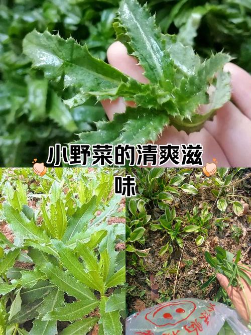 春夏季最毒野菜黑名单！长得像香椿别乱摘