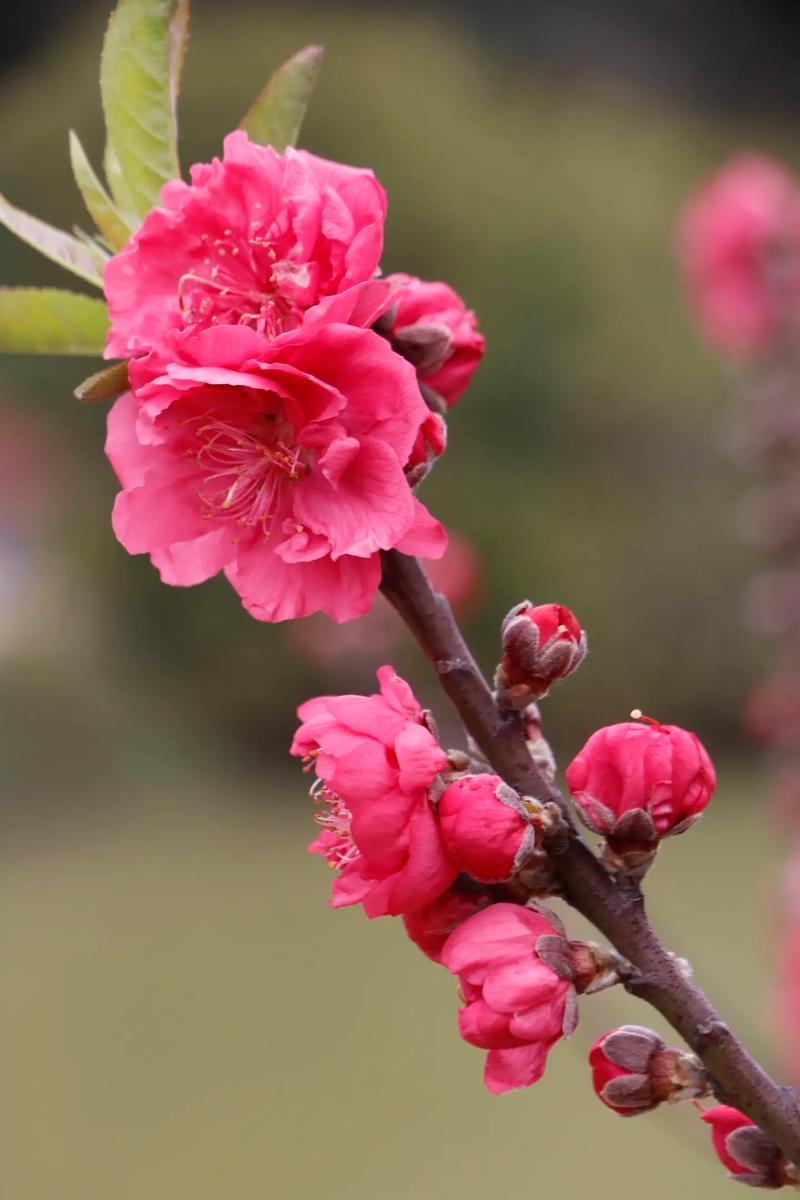 山西运城，桃花梅花迎春绽放