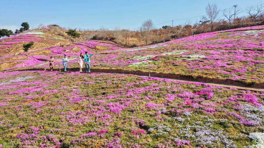 山亭开启“山花烂漫里踏青”主题春季文旅活动