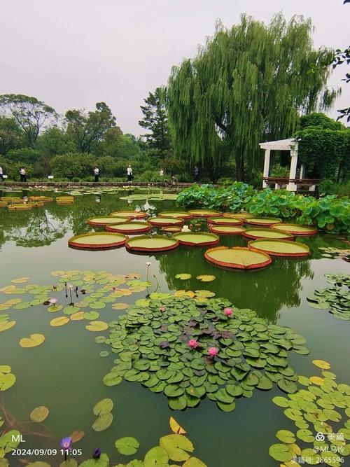 3月29日，北京莲花池公园的奇异景观