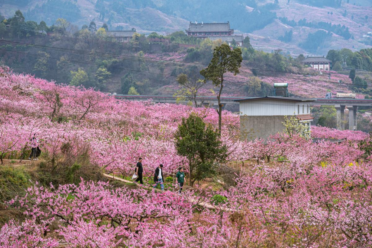 #龍泉賞花 赏花春游好去处 成都龙泉山 龙泉桃花故里美景图
