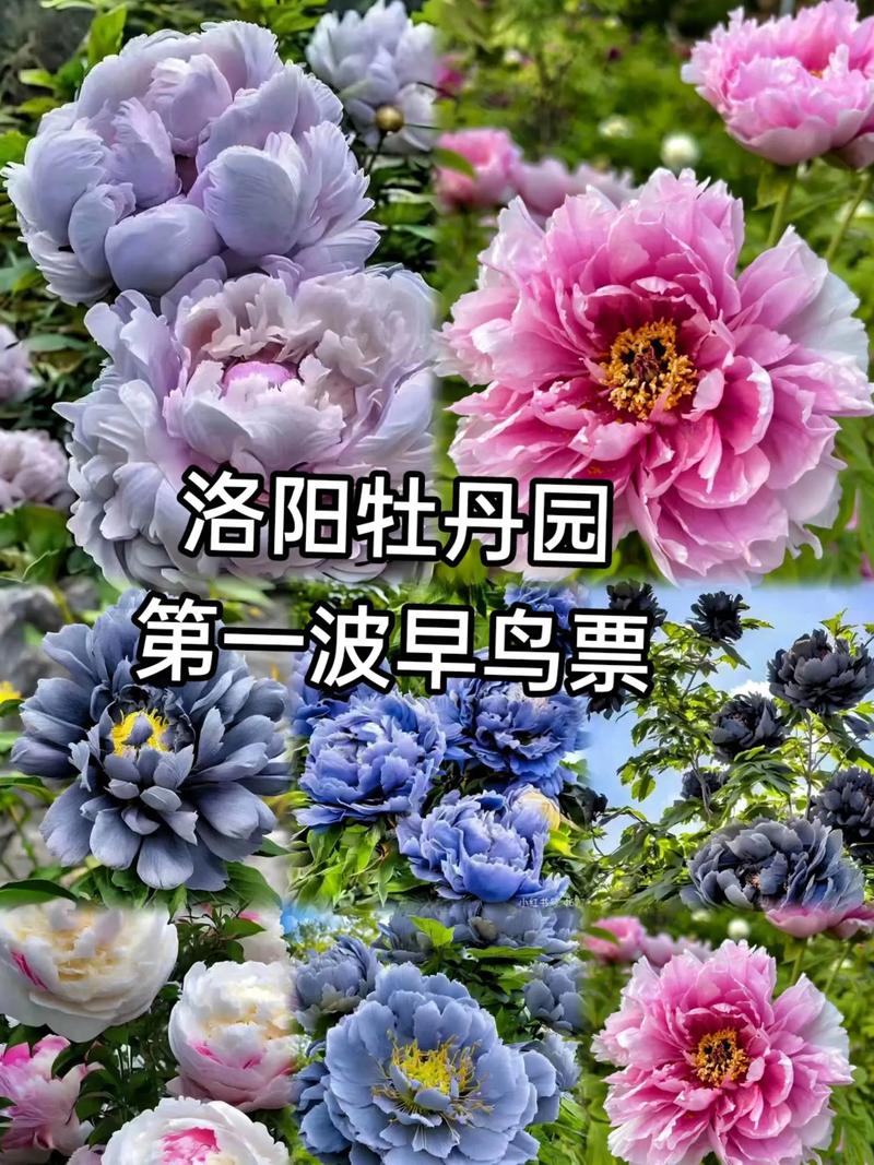 【文旅瀍河】火爆“出圈”洛阳牡丹九色同现登上热搜