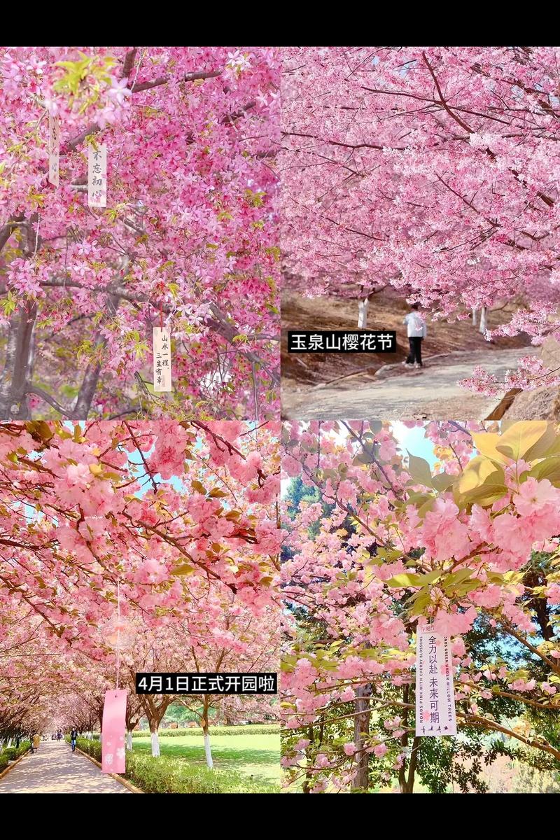 4月1日-5月7日，凭玉泉山樱花节门票可免费乘坐太原公交常规线路