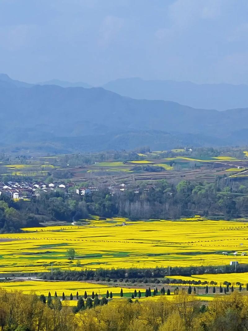 汉中油菜花这几个地方，你一定要来！
