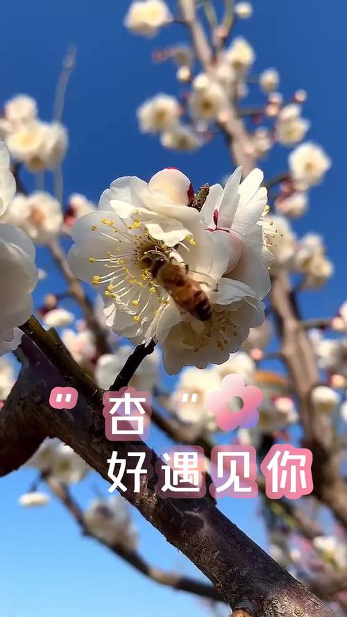 春日限定，让我们邂逅一场杏花之约！春日#好客山东好品山东