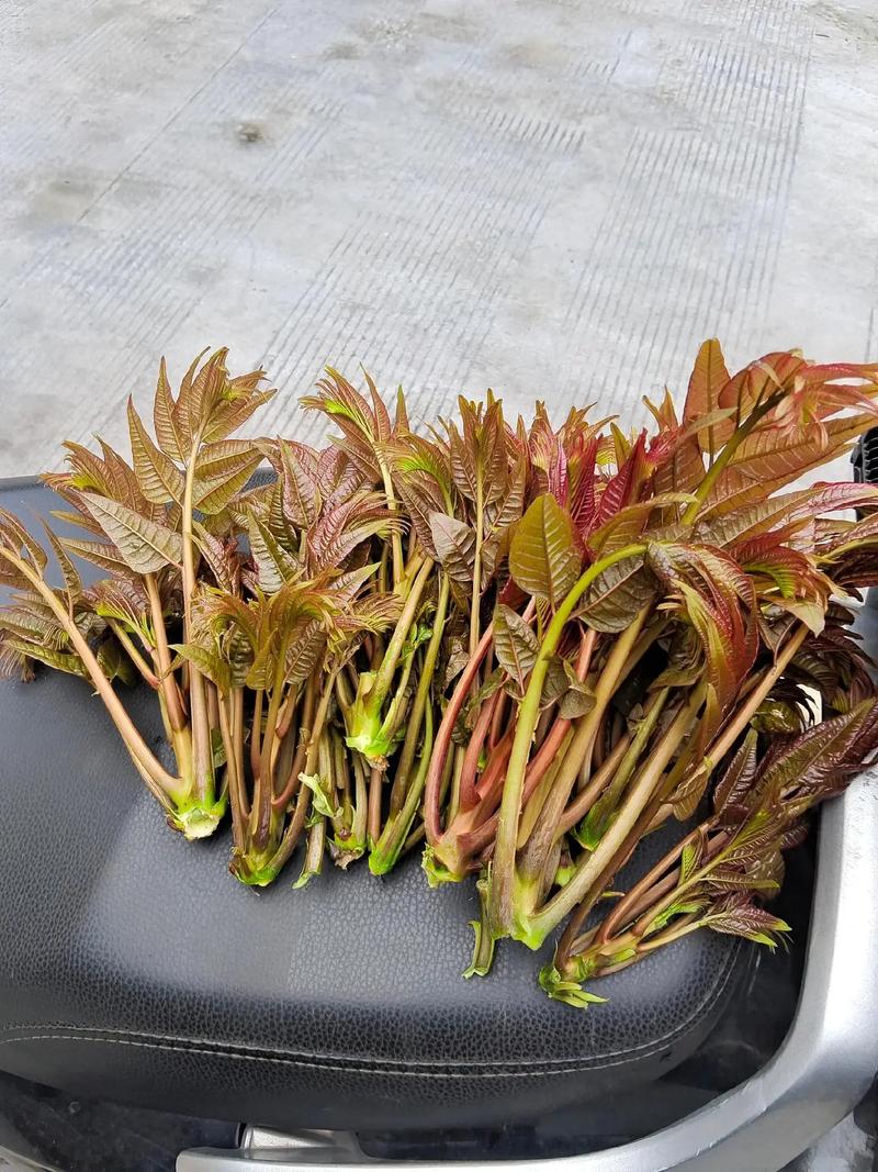 春天一定要吃的5种"芽"错过再等一年！别不信