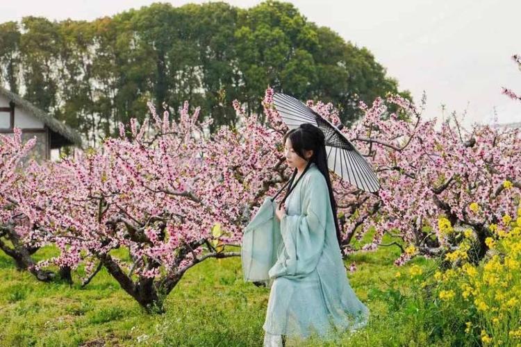上海：嘉定梨花节开幕 千亩梨园百亩油菜组成春日花