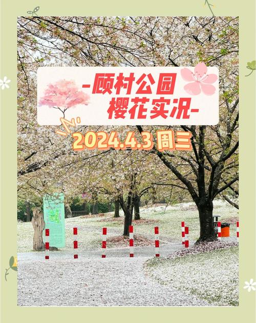 降温20℃九级大风，樱花樱花你还好吗？