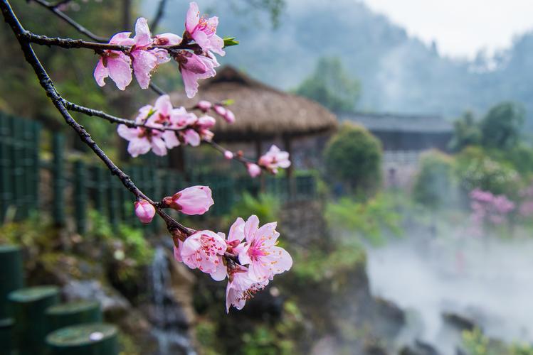 图片新闻｜酉阳：桃花盛开春景美