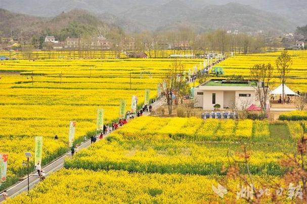 奔跑在金色花海！宜昌南垭花田亲子跑跑出春日美好