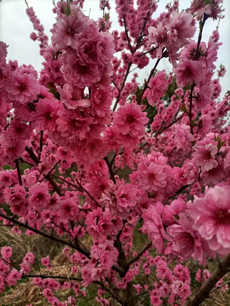 暖暖的春风迎面吹桃花朵朵开 又是一年桃花开 静看花开花落