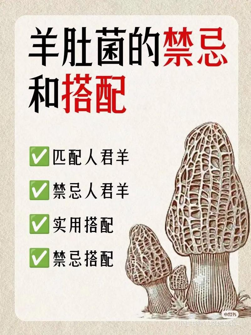 羊肚菌美味无比，但食用前要警惕！你知道这些禁忌和正确吃法吗？