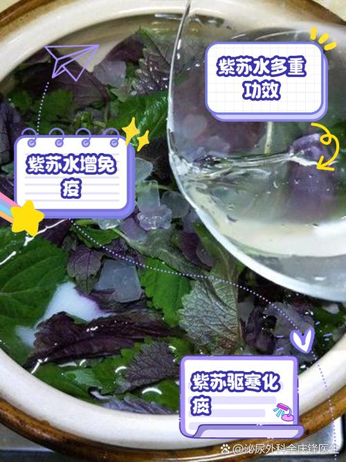 “紫苏”是个宝，用它来泡水喝，或能帮助解决这5个问题