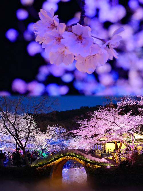 鼋头渚夜樱，这里是你的浪漫樱花打卡圣地