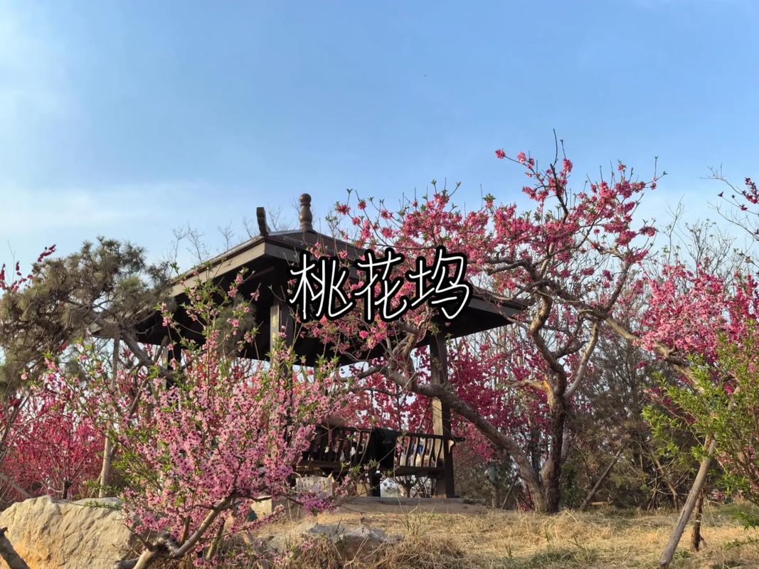 宝鸡的桃花坞，市区出发十几分钟就能到的“世外桃源”太美了！