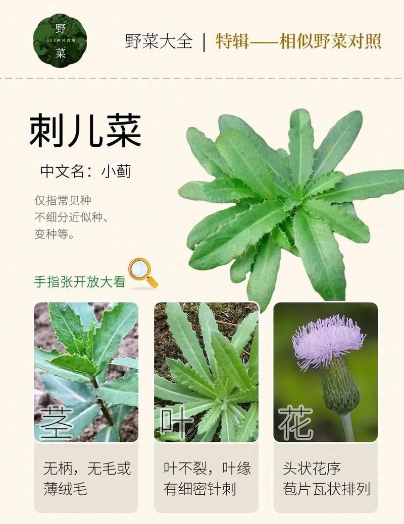 春日限定！这8种野菜正鲜嫩，营养高还免费！健康尝鲜必看