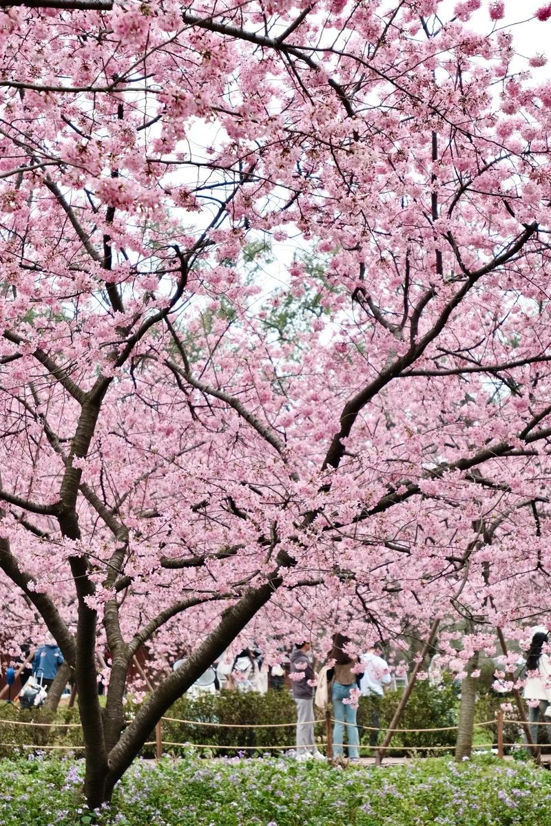 打卡东湖樱花园，花海中的真实赏花之旅！