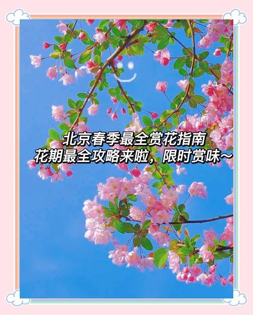 昌平开启“云赏花”直播，网友共赴春日之约