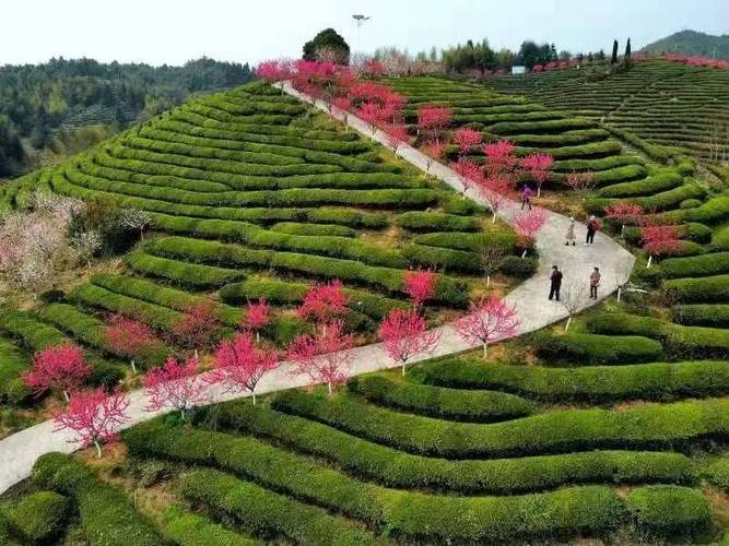 邵武市高峰村景区：桃花灼灼 茶山春色正浓#春天 赏花春游好去处