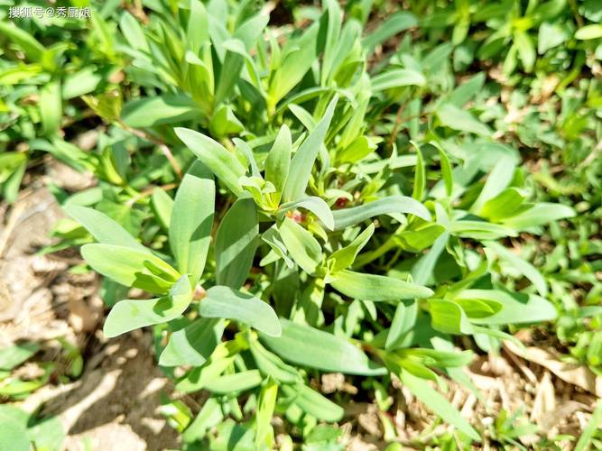 比荠菜香比香椿鲜，这野菜全身是宝，却常被当杂草，拌一拌真鲜美