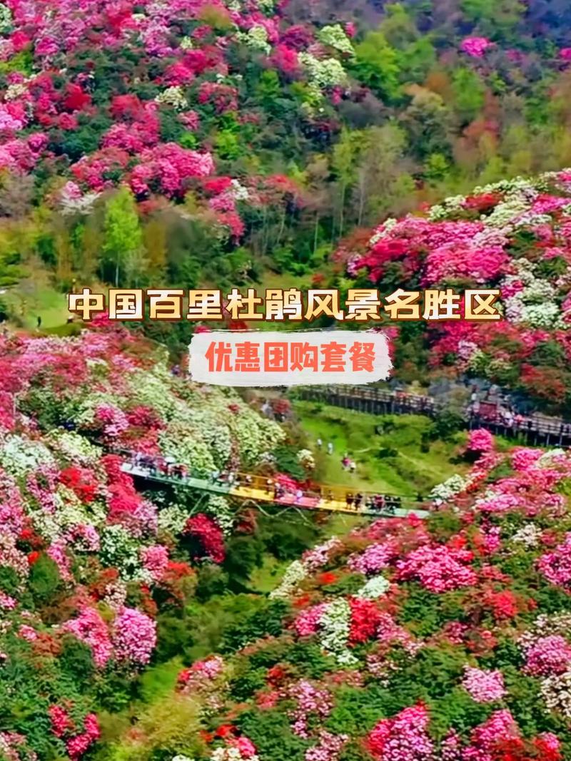 现在的百里杜鹃，大部分都开始冒花芽了#带你去旅行#跟我走遍中国