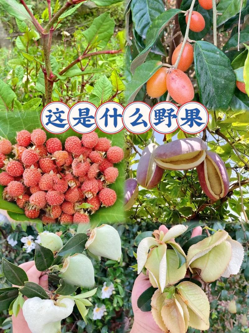 农村地头的小野果你吃过几种呢？