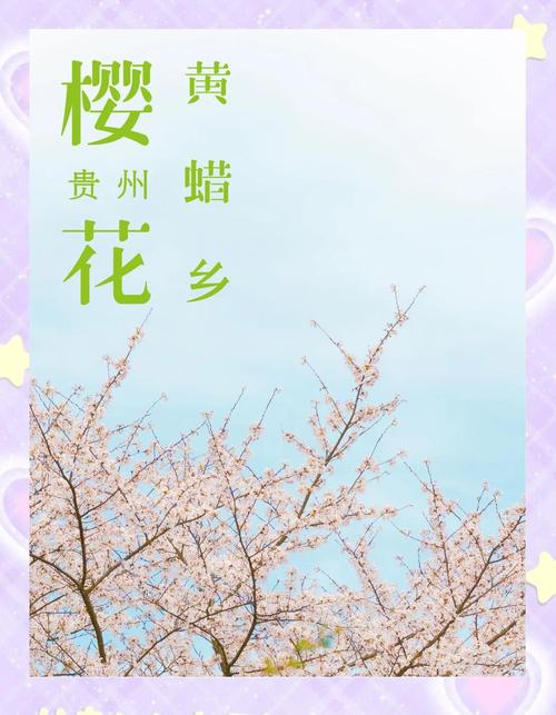 黄腊万亩樱花园 2025年3月28日贵州黄腊樱花园实况#贵州旅游