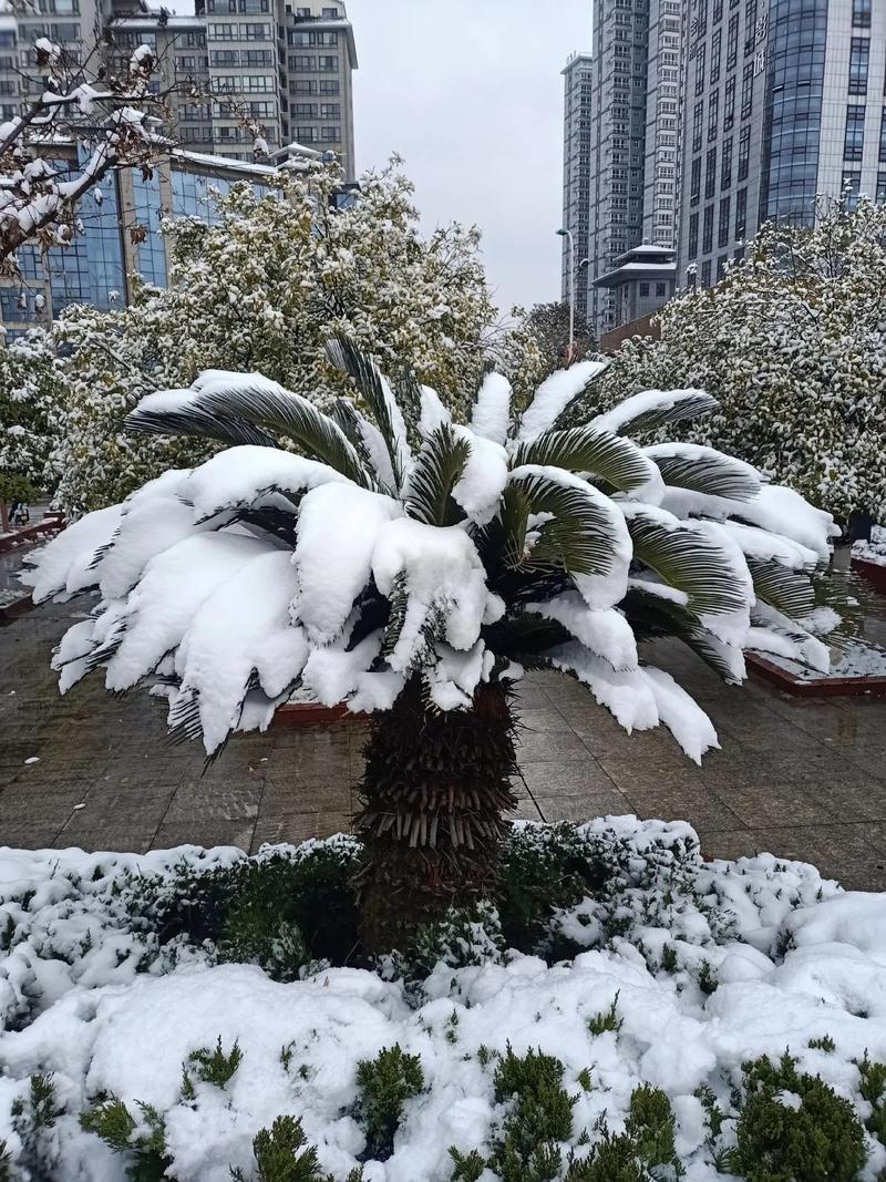 实拍！汉中多地迎来降雪！