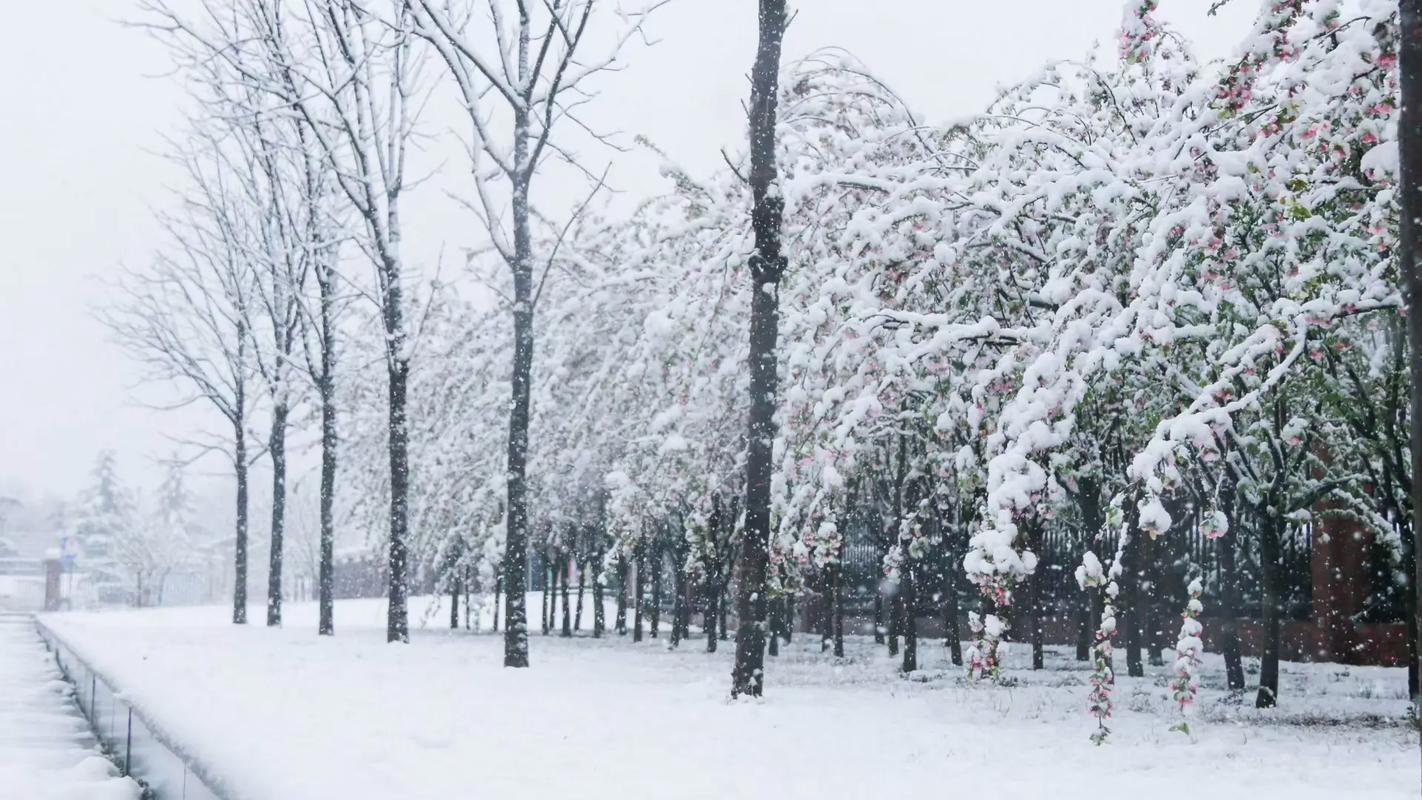 当百花山遇到三月雪 三月的雪 突如其来的一场雪