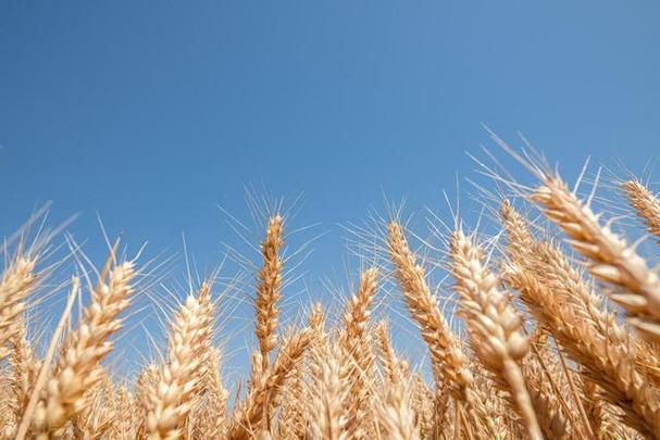 哀嚎一片！小麦这次要彻底跌入“无底洞”2025年3月29日