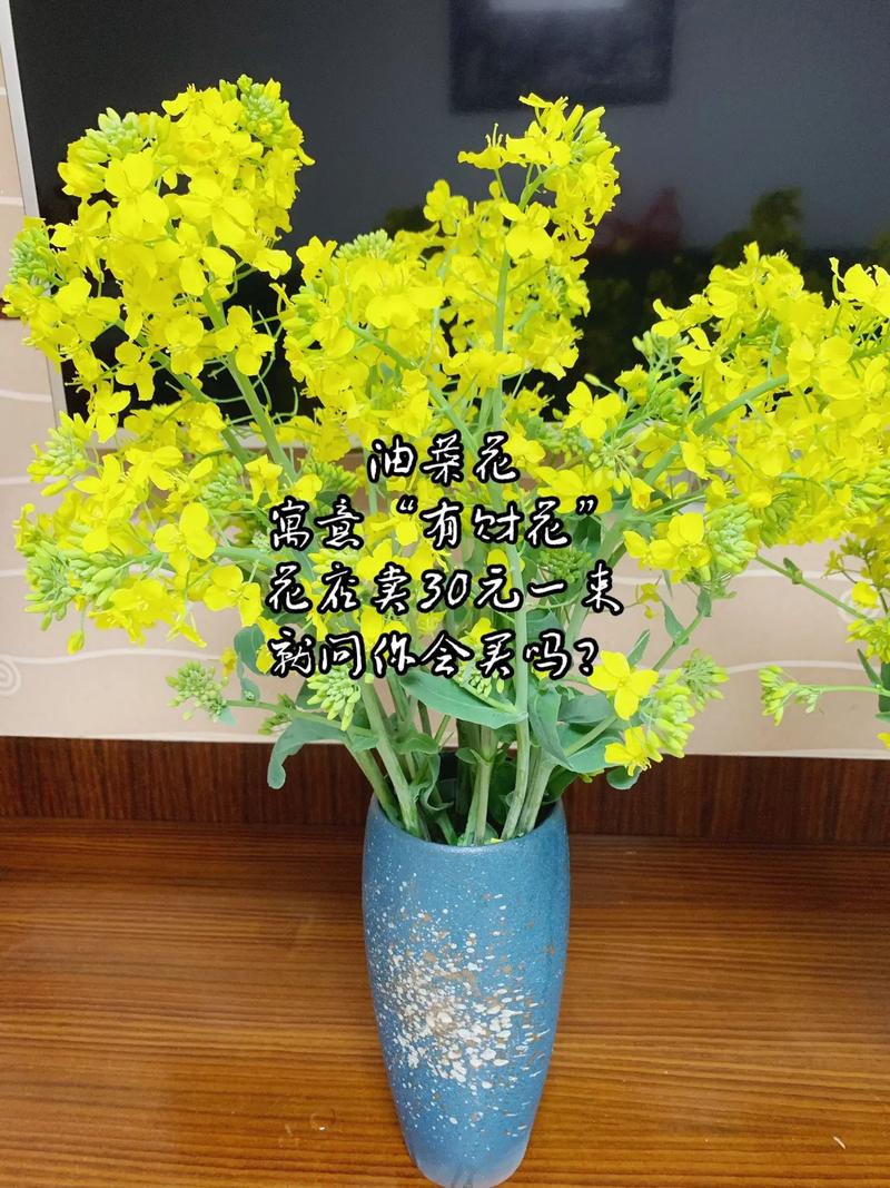油菜花，有财花”有才华”