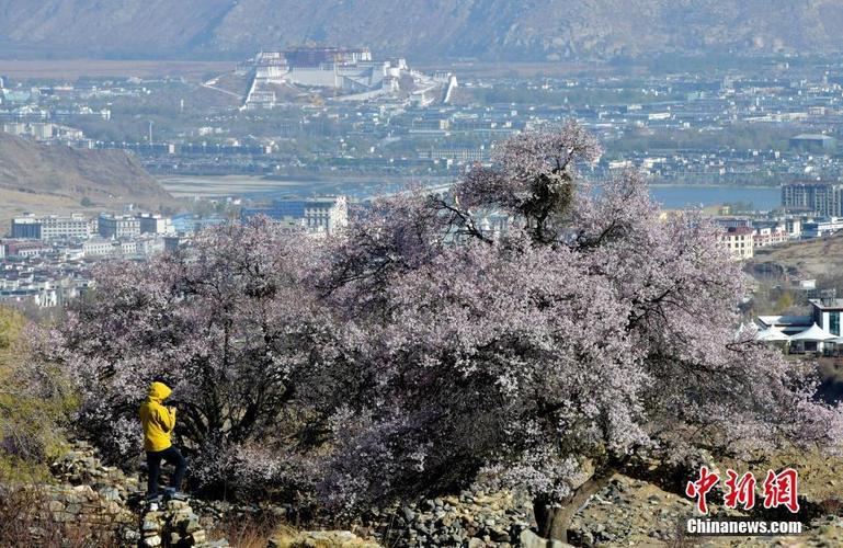 拉萨慈觉林桃花盛放 吸引市民游客“打卡”