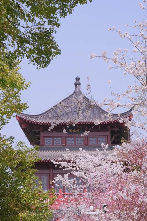 湖北武汉堤角公园：樱花开了，门口市民、商贩云集，生意兴隆！