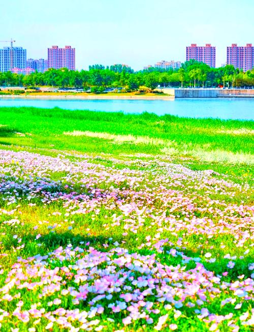 博览组图丨 淄”味浪漫来袭！蓝天白云 花海刷屏！
