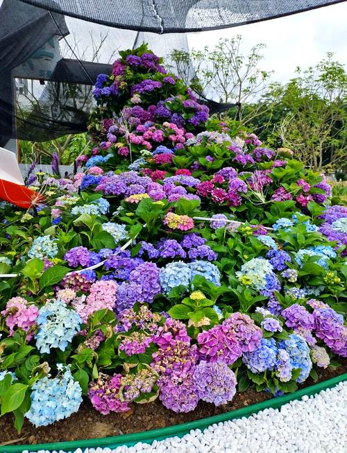花境大赛 绝美开展，南宁市民游客可于即日起至5月5日期间在南湖公园菩提园观赏