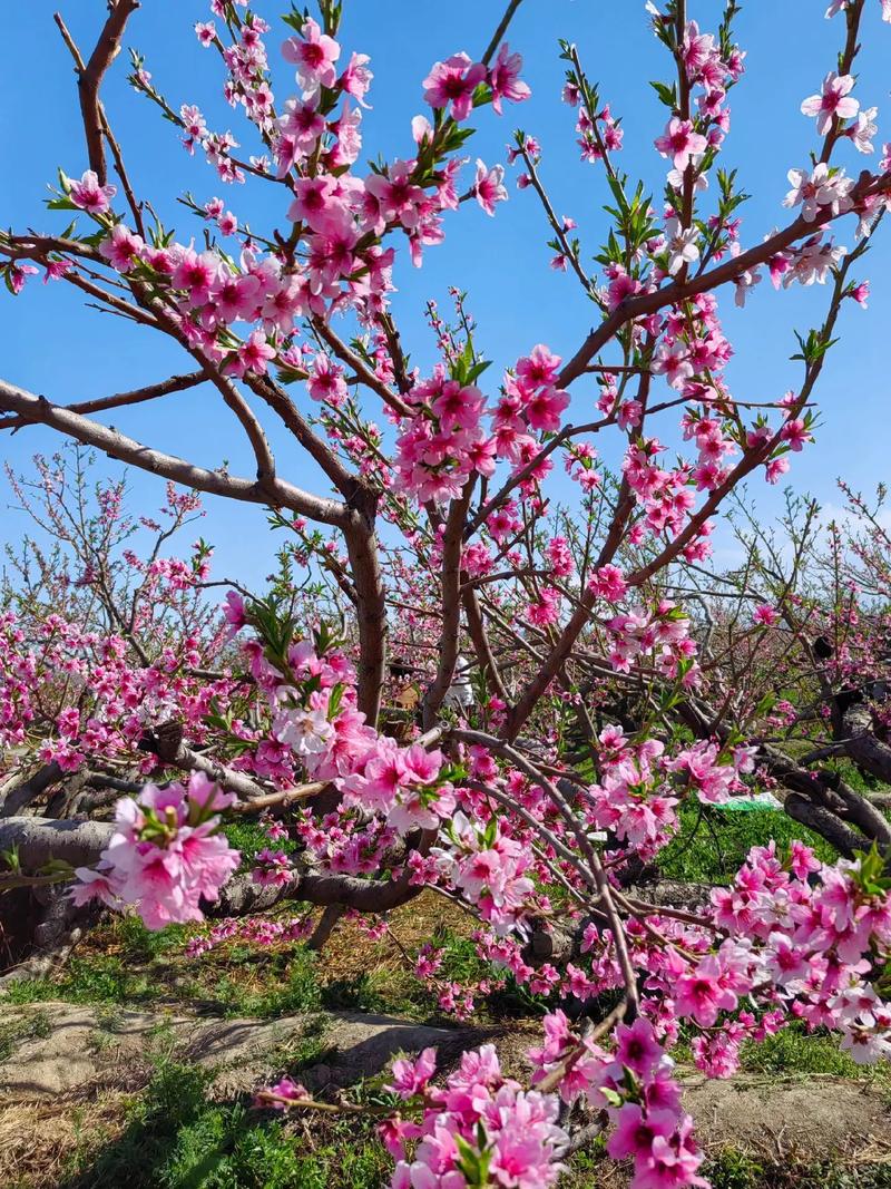 #烂漫春光好 赏花正当时 中原地区独具特色的“一园双花