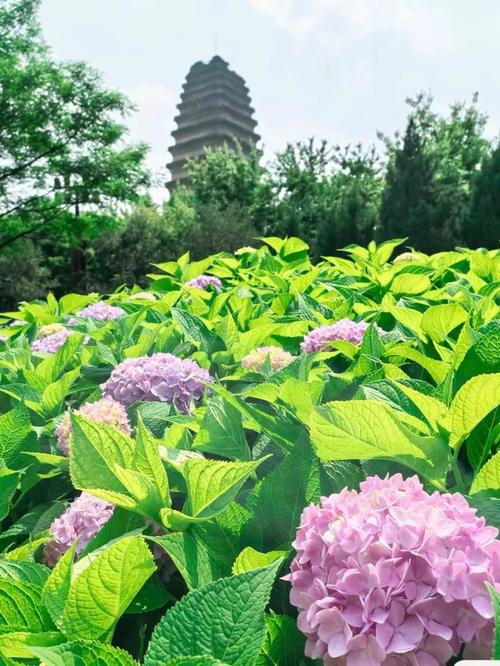3月28日开园！白鹭洲解锁新疆春日顶流：沙海相间，错过等一年！