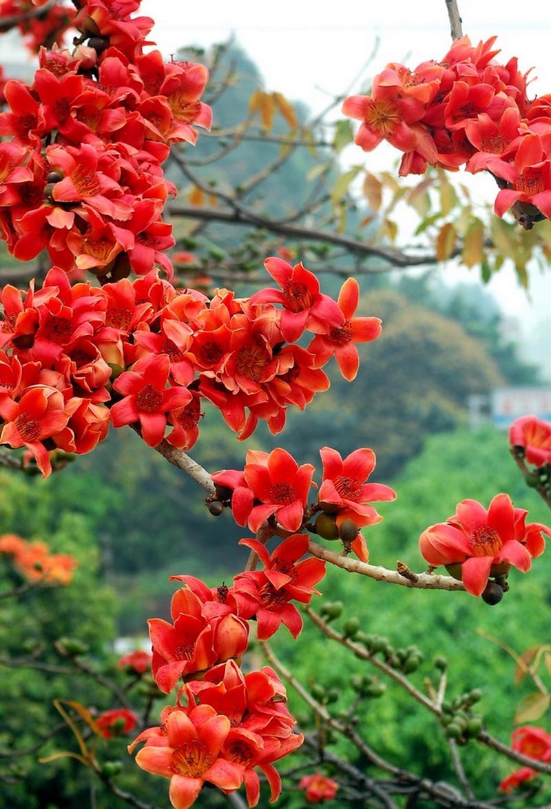 近距离穿梭在木棉花中，感受大自然的花美。赏花 风景如画