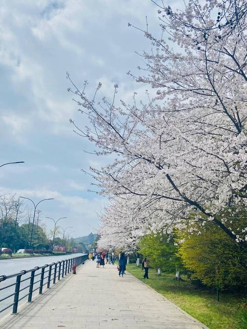 杭州白塔公园里的樱花海棠花盛放，火车花下过美的热闹看完醉了