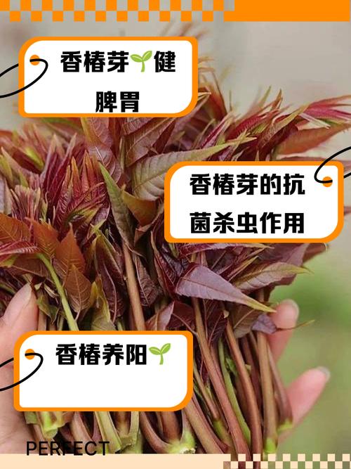 春吃芽，这3种“春菜”快给孩子们安排，现在吃正当时，错过太可惜！