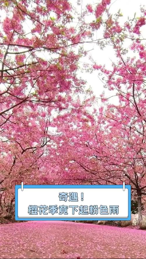 无锡的樱花，叫跑腿也要去看。快来签收属于你的“粉色奇遇”